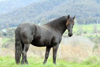 Ietsje from MCM (2010) Pure Friesian. Ietsje has a number of foals on the ground now from 2 seasons. We are very happy with the quality of these foals and will continue to use him in our Programme. more........