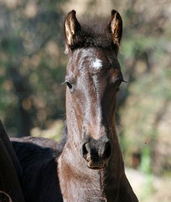 MCM Randolf. Eitsje X Meisje. Black 5th cross Friesian gelding.
