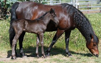 MCM Ahrend Eitsje X Mountain Crk Roxanne. Black Moriesian gelding.