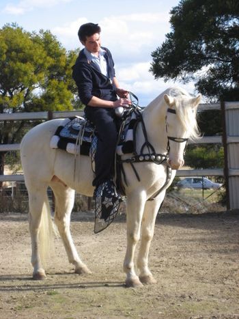 Colonel Wicked Cremello Stallion. Wicked is based in Goulburn NSW with his new (and last) owner Gary. He looks a treat in all that silver. Wicked's page........