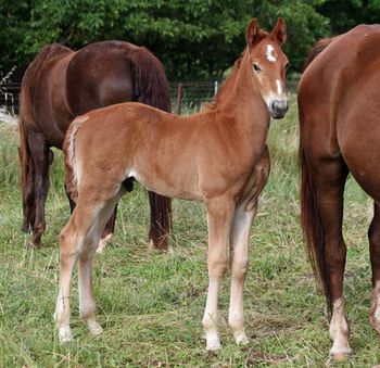 MCM Vavola Red Bluff Mesmeric X Ereistay Vivacious Chestnut Part Morgan gelding.