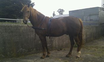 MCM Cedric (2007), chestnut pure bred gelding out of Mountain Crk Morgana Beau. more........