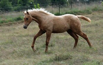 MCM Impression (2010) Palomino part bred filly out of Wyben Hidden Secret. more.........
