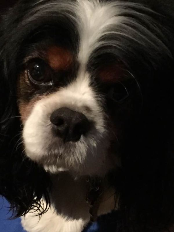 I'm extremely proud of this guy!! He gives and gives in his work as a Therapy dog . Kudos to owner Jane Twomey of San Francisco!