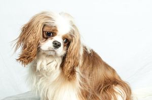 Oscar is Del Sol's most titled dog !! He lives in North Carolina with Margaret Pittman!! So proud of this boy ! ! He is Hazel's littermate !