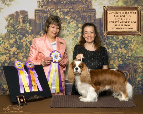4 years old , Major Win in the CKCSC, USA under judge Linda Kornhi