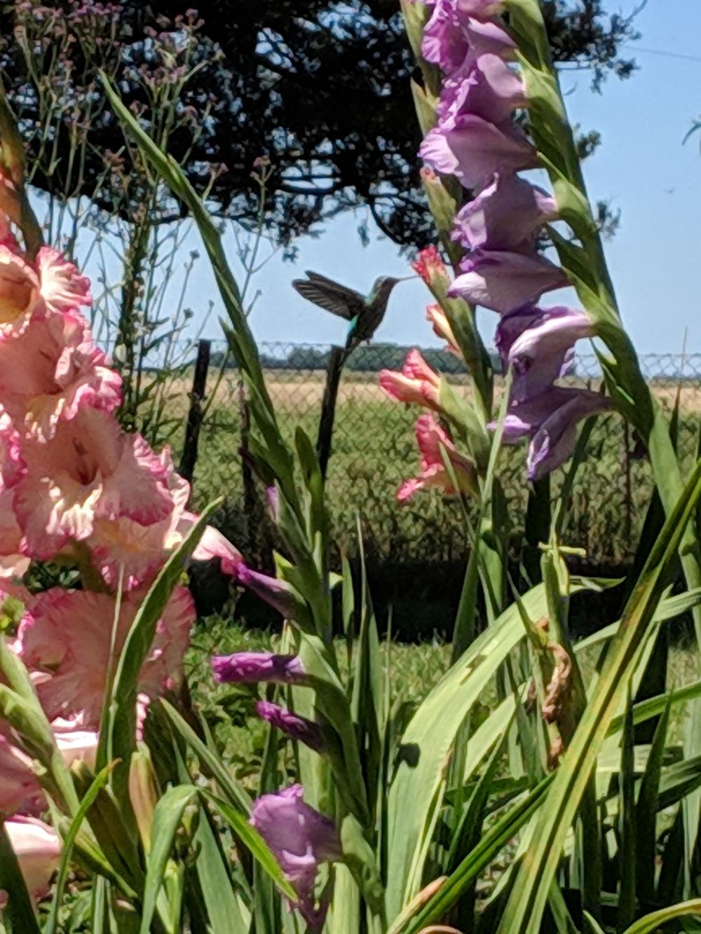 Hummingbirds lose themselves in gladiola cups