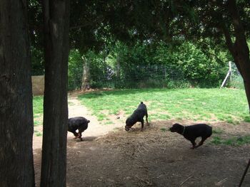 Jade and Raven playing tag on a cool June morning. Raven is the ball of energy passing behind the tree.