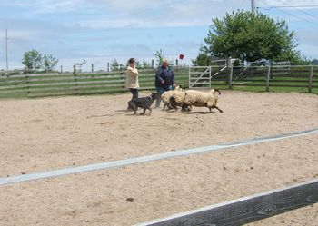 I had visions of being run down by sheep! Thankfully that didn't happen and Jade earned her HIC. Thank you Heather.