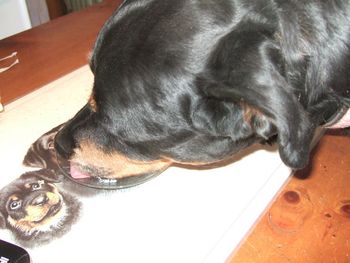 Carly finishing off the last of her birthday cake. Yes, she taught herself to sit at the table many years ago :)