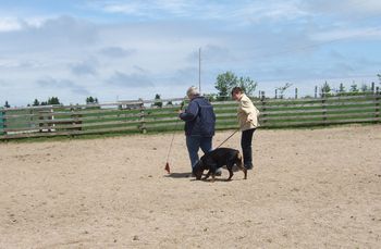 Jade, I and the evaluator, Heather Forbes, at the herding instinct test. Jade is more interested in sheep poo...sigh...