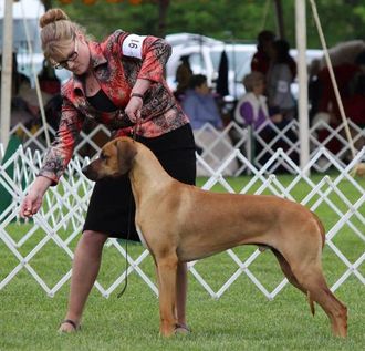 "Coosa", MBISS AM GCH/ CAN GCH Kimani's Pride And Honor