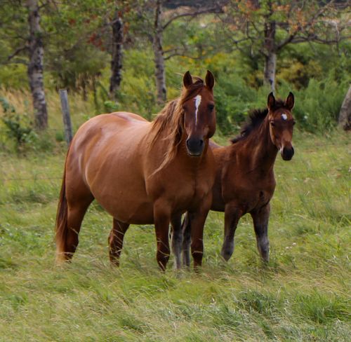 15.1 HH - 1300 lbs