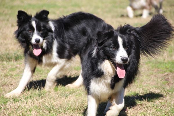 Kiwi girls, Pebbles and Bonnie