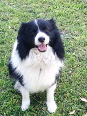 Rosie's sire