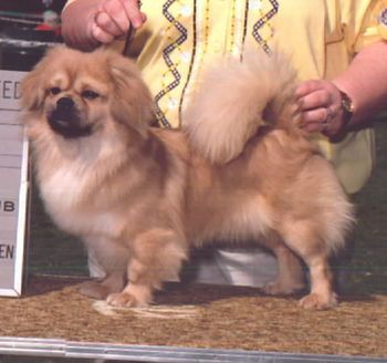 CH. Tsand Ambrier Pop The Cork (Hooch) Breeder: Sandi Lidster & Mallory Driskill Hooch was a super boy---sweet as he could be.
