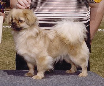 CH. Westview's Caught On Tape (Sony) Breeder: Connie Buckland Sony is also retired and enjoying it as well.