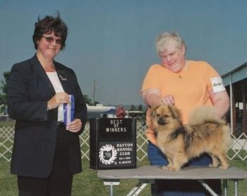 CH. Westview Sandhill Next Apprentice (Donald Trump) Breeders: Connie Buckland and Mickey Maynard Donald Trump is a multiple group placing youngster, who now is living with a Junior Handler in the Northeast. He is doing quite well for Heather. We wish the continued success.