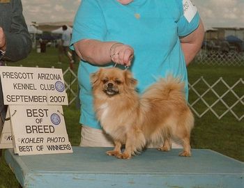 Westview's Modern Designer (Gucci) Breeder: Connie Buckland Gucci also lives with Jerry and Mary Jo Bish.