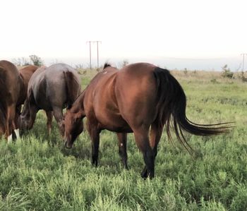 SOLDFueling A Lotta Bull 2012 AQHA Bay Mare Sire: Windys Diesel Fuel Dam: JJ Special Honor Confirmed in Foal to Miss And Gun for 2019 We are downsizing so any reasonable offer will be considered on e. Visit our ranch page here on facebook at Faires Ranch for many more we have for sale 40 plus we are selling. Here is a good young mare that was started on barrels and we rode last year and planned to go on with and breed her to Little Corona this spring but with his loss I did not breed her or have time to go on with her. This mare has some of the greats right on her papers, including Jet Of Honor, Oklahoma Fuel, Windy Ryon, and Bully Bullion. We are downsizing and the cuts are deep and hard. Sandy as we call her has been turned out in the pasture for 8-10 months and would need a refresher however she is the real deal she is freaky fast and quick on her feet making her and excellent candidate to go on and finish her on barrels as she is bred to do it for sure and at the top levels. Sandy is priced to sell at 4️⃣5️⃣0️⃣0️⃣ most likely will not have videos of her riding as if I bring her in and start riding her the price will be significantly higher. As stated above we are downsizing and it is a difficult choice we have made after all of the years of building. Located in Cushing, Oklahoma Call 918-327-3110 Visit is on Facebook at Faires Ranch