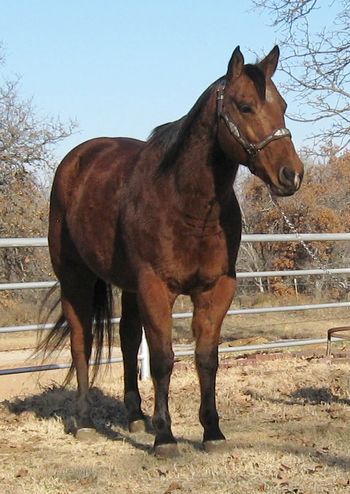 SOLD Thank you to the Hill Family Babes Ben Cuttin2004 Bay GeldingSire: Hollywood Pepin LenaDam: SDCC Babe DexterThis stout gelding is a grandson of Peppy San Badger and Doc O'Lena.He is 15.1 and very stout. He is a finished head horse and has been hauled. He has a great handle on him and rides good inside and outside. He scores good and rates well. He will work for most any number of roper. http://youtu.be/1yuIvllLGoc http://youtu.be/pXyJg2v58mk http://youtu.be/7GPdVN_LCh8 http://youtu.be/dhCpi3IJbGM http://youtu.be/ll2EsxmgTPk http://youtu.be/K8-dlCpdCAM http://youtu.be/yxjE34pOogI http://youtu.be/AviKrV6KuBc http://youtu.be/jlQ45Cq9GUo http://youtu.be/ZLWhTjOiJ3A http://youtu.be/5QODZgKqjKg