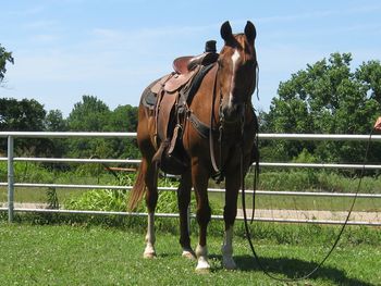 SOLD"Jake" is a 13 year old gelding, he is 15 hands tall. He has been used on the ranch and long trail rides by an elderly man. He moves out and can really cover some ground making him a great one to go check fences on. Smooth in all gates If your friends are riding gaited horses he can keep up with them. Easy to get along with. easy to catch, gets along with other horses. UTD on vaccinations and worming.