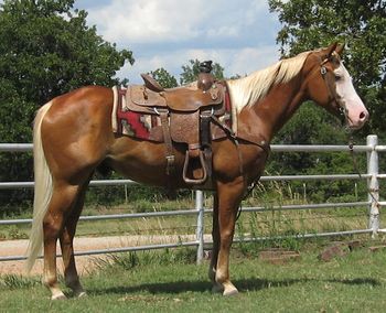 *SOLD**
Thank You Mandi Meador--Coweta,OK
2005 Sorrel Gelding
This gelding is a cute as you would ever need one to be, he is shiny and has a flax mane and tail. He is gentle and quiet.
Has been trail rode on and done some 4-H showing. He has also just been started roping the lead steer by a 10 year old boy. He would be a great youth horse for most any event. As well as a gentle trail horse for anyone. He is 14.3 so just the right height for someone not wanting a big horse.