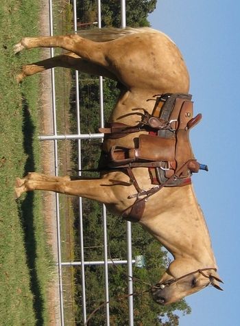 SOLD
Deacons Ropin Gold 2007 AQHA Palomino Gelding Sire: Deacons Parr Three Dam: Thads Honey Bee SOLD This is a very nice palomino gelding with lots of cow horses in his pedigree. His Grand Sire Zan Parr Dart has 102 AQHA Roping points and his sire is the Great Zan Parr Bar. He is very cowy and wants to do well. We have been tracking on him and roping the dummy on him. He is a big horse but moves like a little one. Picks up his leads well and has the smoothest little lope. This big boy will make a great head horse or a really nice trail horse.