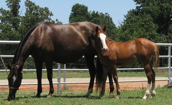 SOLD
My Little Berry 1998 AQHA Chestnut Mare Sire: Dunnit Like A Cowboy Dam: Top Lady Gunner My Little Berry is a very nice mare, she is in foal to Romans Royal Tee for 2013. Berrys sire is Dunnit Like a Cowboy LTE of 127,000 and he is by the Great 6 million dollar sire Hollywood Dunnit. Berry is easy to get along with and is no problem. This mare would also make a great trail mare or take her and show her on the weekends or keep her as a broodmare.