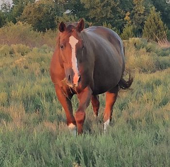 SOLDIn Foal To Stitch for an April 2020 baby Jewels Gold Bar AQHA Chestnut mare great producer year after year