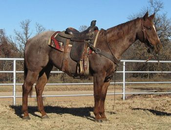 SOLD
Thank you to Kim Johnson Helena, OK
RC Firefly
2006 Red Roan Gelding
Sire: Drag Man
Dam: Knevils June Bug
RC Firefly is a foundation bred gelding that has been used extensively on the ranch and has drug a bunch of calves. He has alot of speed and is a great canidate to take to the roping pen. He has roped a few steers out of the box with no issue. This gelding is an athlete and very quick on his feet. He is also a great one for the barrels and poles as he is very fast. If your looking for one to do the job on the ranch or in the roping pen, he would be a great choice. This gelding is the perfect age and size to finish in any direction.