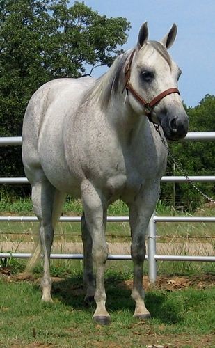 SOLD
Peppys Bling 4498902 2003 AQHA Gray Mare Sire: lenas Peppy San Two Dam: Mbar Olena SOLD Peppys Bling is a very stout mare with tons of muscle. Lena as we call her here at the ranch is a great mare to trail ride on as she has been many miles in the mountains and nothing bothers her. She would make a great one to do sorting or team penning on as she loves the cow work, Lena has been used on the ranch branding and dragging calves. She has some great horses on her papers including Peppy San, Doc Bar, and the great Doc O'Lena to name a few. Lena has a big kind eye and a pretty little head to pass along to her foals if you wanted to use her as a broodmare.