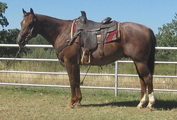 SOLD
Thank you Jeremy Hudson Mounds, OK
Quick Kat Lightning
2004 AQHA Red Roan Gelding
Sire: Fine Cody Hickory
Dam: Perpetually Hot
This nice gelding is built to work and broke the same. He has a great handle on him and rides the best. He has been used as a ranch horse and been the Top horse at many Ranch Rodeos. He is quick and snappy, can spin a hole in the ground and drag his rear in the dirt. This nice gelding is a perfect steer tripping horse as we know this type is very hard to find. He is the cadilac of the ranch horse. He would also be great in the sorting pen, he is stout enough for a head horse and perfet for the heels. If your looking for a good one here he is.