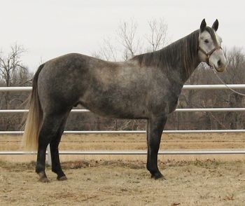 SOLDLeom Sam 2008 AQHA Gray Gelding Sire: Ten O Doc Dam: Gray Sugar San SOLD*** Crangratulations to John Furman Miami, OK This pretty gray gelding has been used as a breakaway horse as well as tie down calf roping. He is not finished but he is well on his way. He works the rope well. He is gentle enough for a beginner roper. He has a great handle on him and will ride around. He also has had some training on the heel side. This horse is young and you could take him in any direction you wanted. He has been ridden outside as well. If your looking for a good one to finish he would be a good one or if you just wanted a pretty one to ride here he is.