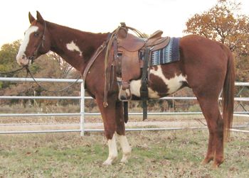 SOLD"Freckles" 2005 Paint Gelding This gentle gelding has been ridden and packed on in the mountains of Colorado and is gentle enough for most anyone to ride that knows how to hold the reins. He is very experienced on the trail as well as on the ranch roping outside. Freckles has the smoothest gaits especially a sweet little short lope. He is 15.2 and easy on the eye. UTD on all vaccinations and Coggins. Stands for the farrier or anywhere you put him as he is a great citizen and is a family type horse. Freckles would also be perfect for someone wanting a playday type horse as he can run when asked but is perfectly happy just plodding along on the trails as fast or as slow as you want to go. If your looking for that all around family type gelding that is reasonably priced look no further.