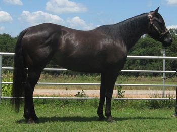 SOLDStarbert Kim 2008 AQHA Black Mare Sire: Starbert Damen Dam: Starbert Karla This is a nice foundation Bert bred mare as she has Bret all over her papers. Started heading, great trail horse. Super smooth riding, light on her feet. Great one to finish on the head side or the speed events. She is easy to get along with, ride her in the dark bareback kind of gentle. She is a little over 15 hands so just the right size.