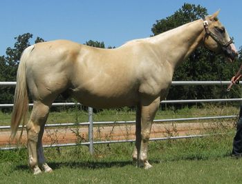 SOLDTri Bitta Moore Dude 2004 AQHA Palomino Gelding Sire: Skips Superior Dude Dam: Babes Dude Bar This is one neat gelding that we call Mr Ed. He is big and stout standing 15.2. He has been shown in many different classes including western dressage, equitation, hunter pleasure, ranch pleasure and trail classes, so he rides both English and Western Mr. Ed is also started on barrels poles and flags. He trail rides quietly and has been used on the ranch but ranch work is not really his thing as he would rather be looking and riding pretty. He would be perfect for a riding stable that also shows with kids as he loves them and is super gentle and kind. He is a pocket pet and loves attention. https://www.youtube.com/watch?v=pOaL85htXMU