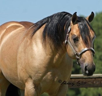 Miss And Gun AQHA 2008 Buckskin Stallion Sire: Lethal Playgun Dam: Misty Lena Belle 5 Panel N/N 2019 Stud Fee $750 "Gunner" is a beautiful buckskin with great conformation. His sire is a son of the great siring stallion Playgun who has sire many great horses. Gunner is proving himself as a sire by producing some very nice babies that will make great horses in many different events. Gunner has a great mind and was easy to train and he is passing these qualities to his colts as well as color and conformation. Shipped semen available as well as on-site mare mananagement. 5 Panel N/N Gunner is now listed with BBRs Super Stallion Stakes and we feel he will be an excellent cross with running and barrel bred mares.http://www.allbreedpedigree.com/miss+and+gun 2018 Stud Fee $750