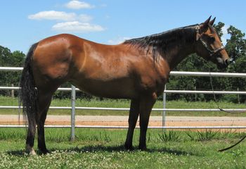 SOLDMadees Peanut 2010 AQHA Bay Mare Sire: Oak Eyed Dam: Sweepin Madee This young mare is very easy on the eye and has great conformation. She is 14.2 making her the right size to train in many different areas. She is quick on her feet yet gentle. She is a great roping prospect for breakaway, tiedown, and heeling. She would also do well in the sorting pen as well as barrels and poles. Take her and finish her the way you want one.