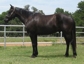 SOLD"Sam" 2006 Black Gelding Sam is a nice black ranch gelding. he has been used on the ranch the past couple of years dragging calves, doctoring cattle and general ranch work. He has been lightly used in the arena on the heel side. Sam has a good handle on him and is gentle for most anyone that knows how to ride. He has a good handle and can cover some ground. He would be a good one to take back to the ranch or finish on the heel side or even breakaway roping. He rides out alone or in a group. Sam is stout made and has color to go with it.