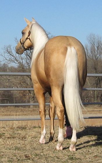 SOLD
Thank you Victoria Elliott Queen Creek, AZ.
Romans Great Pine
2011 Palomino Stallion
Sire: Romans Royal Tee
Dam: Greathollywoodspirit