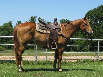 SOLDZans Super Dude 2001 AQHA Sorrel Gelding Sire: Zans Last Dude Dam: Skips Tuff Light Lee Zan is a super neat guy standing at 14.2 He is a finished calf horse and was hauled a lot. Been to the Senior Pro Finals yet he has not been roped off of in quiet sometime as he is a great family horse and trail horse. He could be tuned up in the roping pen and have a great one to go win on. I do not have any videos of him roping at this time. He is priced to sell as a trail horse pleasure horse. We just do not have time to get to them all as we have many green ones that have to get rode so our loss is your gain on this type of gelding. UTD on vaccinations, worming, shoes.