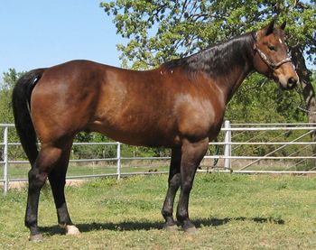 SOLD Thank you Kelly, Quincy, Illionios Tee Poco Wrangler 2001 Bay Gelding Sire: Tee Diamond Wrangler Dam: Lady Cosy Susy If you are looking for a using horse look no further. This stout bay gelding is 15.1 and 1250 pounds of pure athlete. He is a finished ranch horse and has been working all his life. He was finished in the roping pen on the head side and could be hauled with a little tune up in the arena, which we will be doing here at the ranch. This nice gelding has Jackie Bee on his papers and is bred to work.