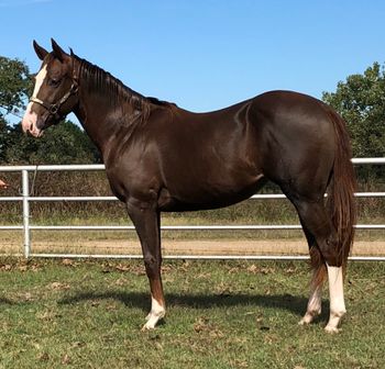 SOLDMiss Cee Peppy 2015 AQHA Chestnut Mare Sire: Cee Booger Peppy Dam: Miss Fair Meadows Here is a jam up nice filly that is extremely athletic and will make a great barrel horse. She is extremely correct and easy to train. Very smooth and in your hand. She is sired by Rambo aka Cee Booger Peppy that is producing excellent barrel and rodeo horses he goes back to the famous Sticks and Stones. Her mother is also an own daughter of Mr Eye Opener. This filly has everything it takes to go to the top. Will have excellent turn from the cow horse blood and the speed of the race horse. Offering her at 8️⃣5️⃣0️⃣0️⃣ at this time however her price will increase very quickly as we train her. Located in Cushing Oklahoma 918-327-3110