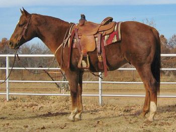 SOLD
DP Peppy Sport Model
2001 AQHA Sorrel Gelding
Sire: DB Peppy Playboy
Dam: Tarietta
Peppy is a stout gelding that is broke to death. He has a great handle on him and rides around like one is supposed to. He has been to the sorting pen and does great. He is great out on the trails and is very easy to get along with. Peppy has some great horses on his papers like the great Peppy San Badger and Doc Bar and Freckles Playboy. If your looking for a broke gentle one to ride, sort or check your cows Peppy will be a great choice.