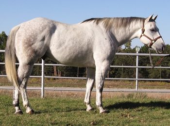 SOLD
Skips Goodbye 2005 AQHA Gray Gelding Sire: Skip O Charm Dam: DGR Ms Goodbye Peppy SOLD Congratulations to John Day Inola, OK This is a really nice big stout gelding. He has been used in the feed yards moving cattle as well as doing some ranch work. He is 15.1-15.2 ands weighs about 1350-1400. He is easy to get along with. Rides out well with no issues just show him where you want to go. Safe for anyone to ride. If your looking for a great one to move your cattle around with or just trail ride on here he is.