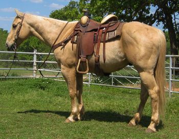 SOLD2004 Palomino Gelding We call this gelding Pal here at the ranch as he wants to be your friend. He has worked a lot of his life on the ranch dragging calves and doctoring cattle. He is gentle enough for most any one to ride however he has a big motor when asked and can go all day if needed. He is very quiet out on the trails and down the road. He will go anywhere you point him, wether it is down the road or across the creek making him a great trail horse for someone not wanting a dead headed horse. He is 14.3 so perfect size for most anyone as well.