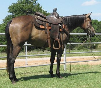 SOLD2012 AQHA Gray Mare Dam: Ario Red Fly Sire: Cee Bar Buger This young mare is coming along very nicely. She has never done anything wrong, never bucked kicked or bit. She is loping circles and riding out in the pasture alone. She is picking up her leads and wants to learn. She is 14.2 now and will mature at 15-15.1 and she will be as wide as she is tall just like her mother. If you are looking for a good one here she is.