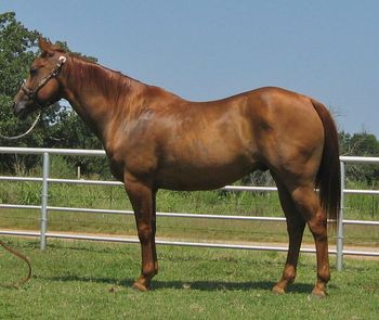 SOLD
Zans Red Hot Deal
2004 Sorrel Gelding
Sire: Zans RedBuck
Dam: Rosies Deal
Red is a big stout 15.2 and 1250 pound gelding. He handles the cattle well, scores great and has alot of rate. Gentle enough for anyone. He has been sitting in the pasture for a year and just needs legged up and tuned. He will work for a lot of different ropers. Come try him for yourself. Leg him up yourself and save some money as when he is legged up and tuned up his price will increase.Red has alot of great horses on his papers, he is a grandson of Two Eyed Red Buck and Easy Jet, he is bred to have speed and cow and was trained the best on the head side.
Videos below:
http://www.youtube.com/watch?v=A3LlZwT8UkI
http://www.youtube.com/watch?v=9v6oSC6zy5w