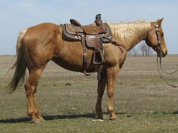 SOLD
Gold Potion 2004 AQHA Palomino Mare Sire: Doctor Peppys Potion Dam: Miss Gold Harlan Goldie as we call her here at the ranch is a real sweetheart. She rides out nicely in the pasture and down the trails, crosses water with no problem. She is litely started on the heel side. She has some great horses on her papers like Peppy San Badger and Gay Bar King. If your looking for a pretty one to trail ride or check your cows on here she is.